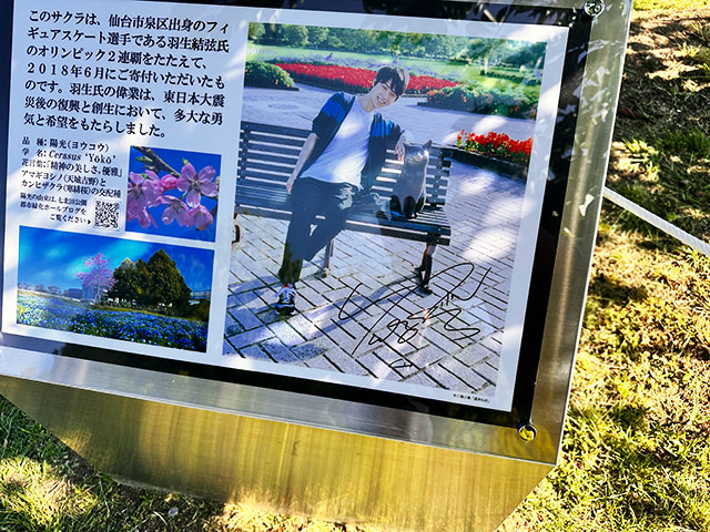 羽生結弦選手のオリンピック２連覇を讃える桜、「陽光」の解説ボード