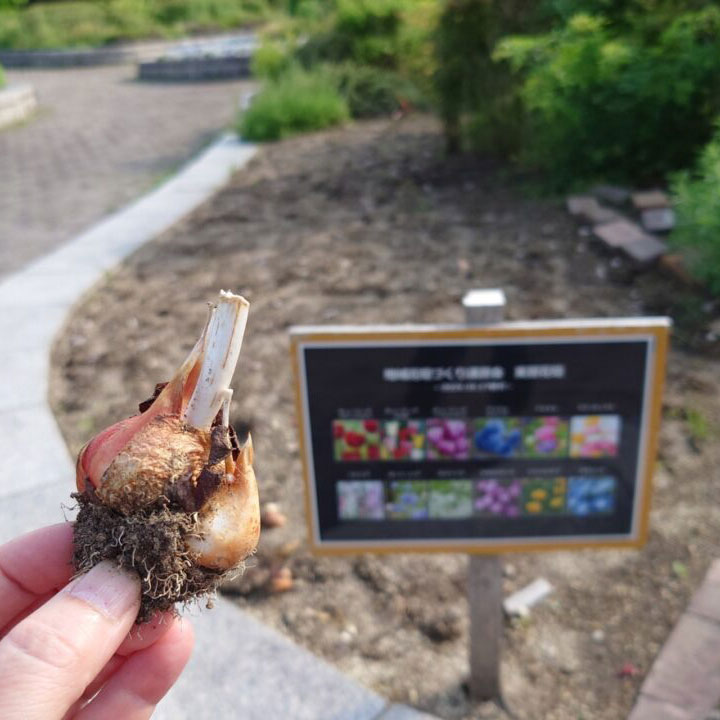 ナナキタ player1 project　「花壇のお宝探しと花植え」